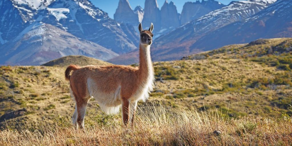 Guanaco in National Park Torres del Paine, Patagonia, Chile